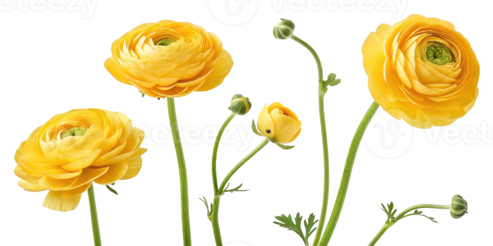 Bright yellow ranunculus flowers bloom gracefully, showcasing their delicate petals and vibrant beauty in stunning floral arrangement png
