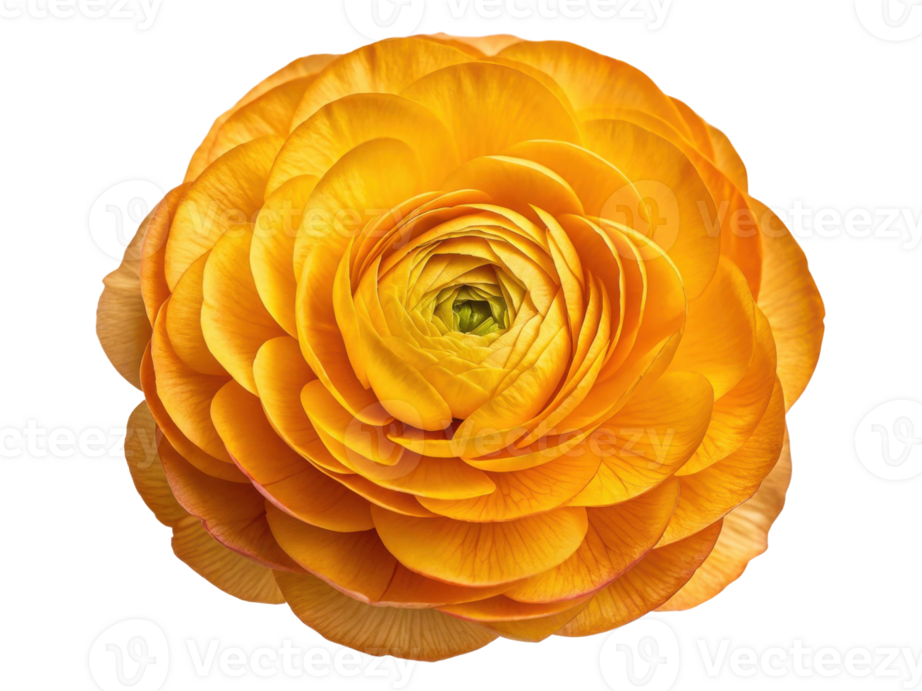 vibrant ranunculus flower in stunning orange hues showcases its intricate layers and beauty, perfect for brightening any space png