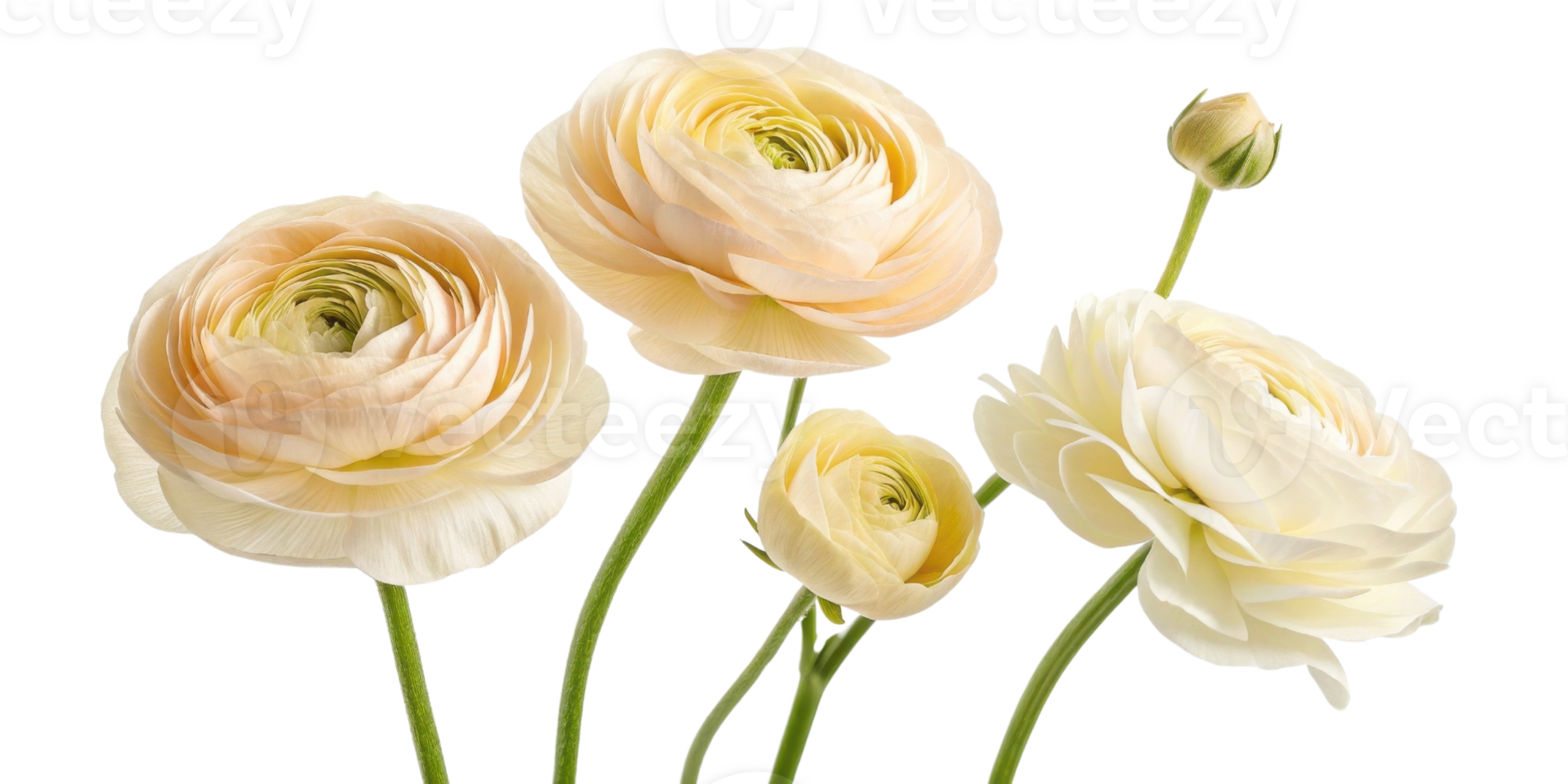 Beautiful ranunculus flowers in soft pastel shades create serene and elegant display, perfect for any floral arrangement png