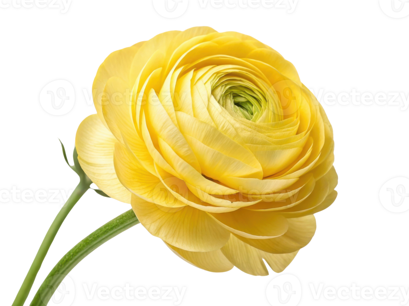 beautiful ranunculus flower in vibrant yellow showcases its delicate petals and intricate layers, symbolizing joy and warmth png