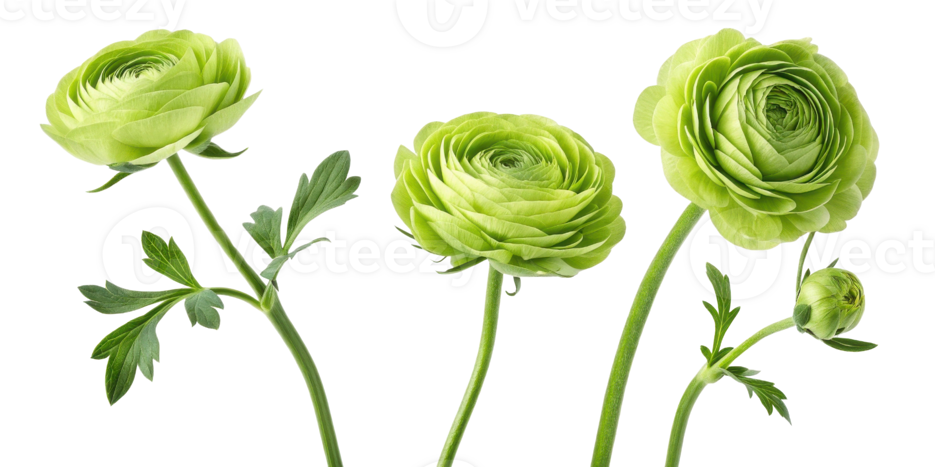 Beautiful ranunculus flowers in vibrant green hues showcase their intricate layers and delicate leaves, perfect for any floral arrangement png