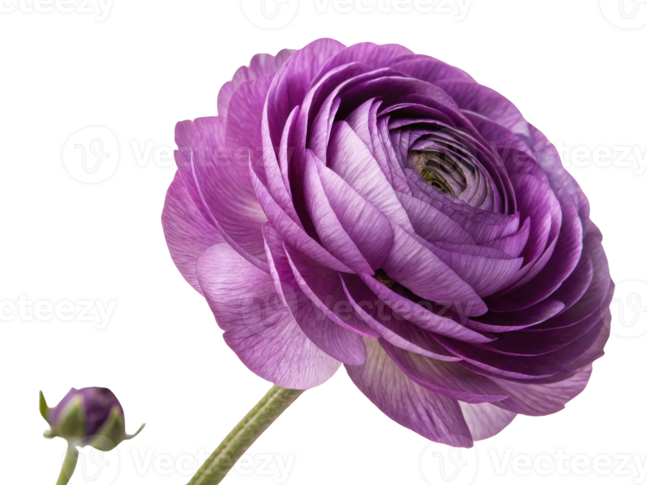 stunning ranunculus flower showcases vibrant purple petals that elegantly unfold, creating captivating visual delight png