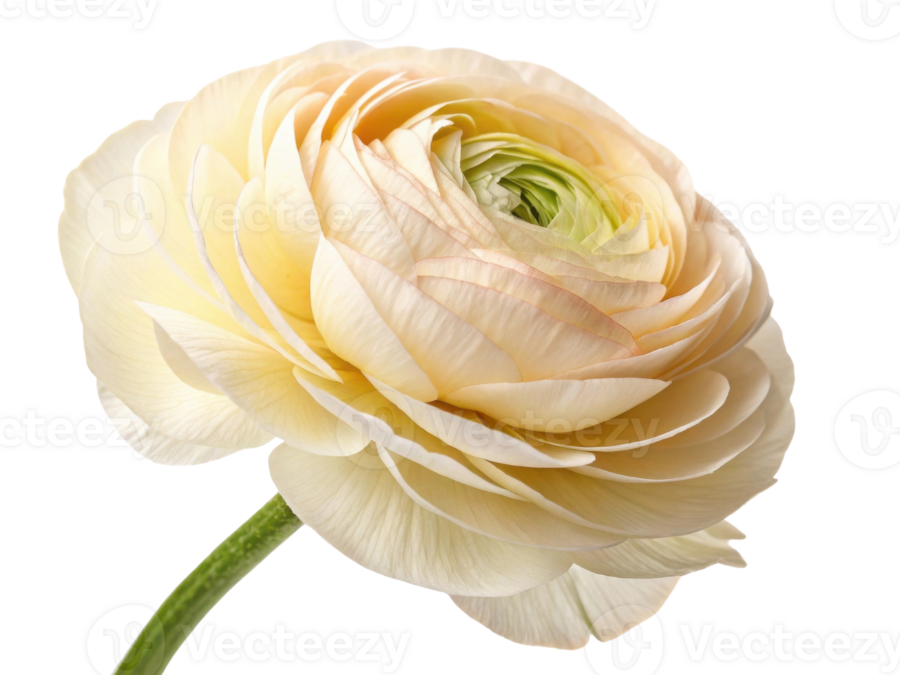 beautiful ranunculus flower showcases delicate petals in soft cream hues, radiating elegance and charm in any setting png