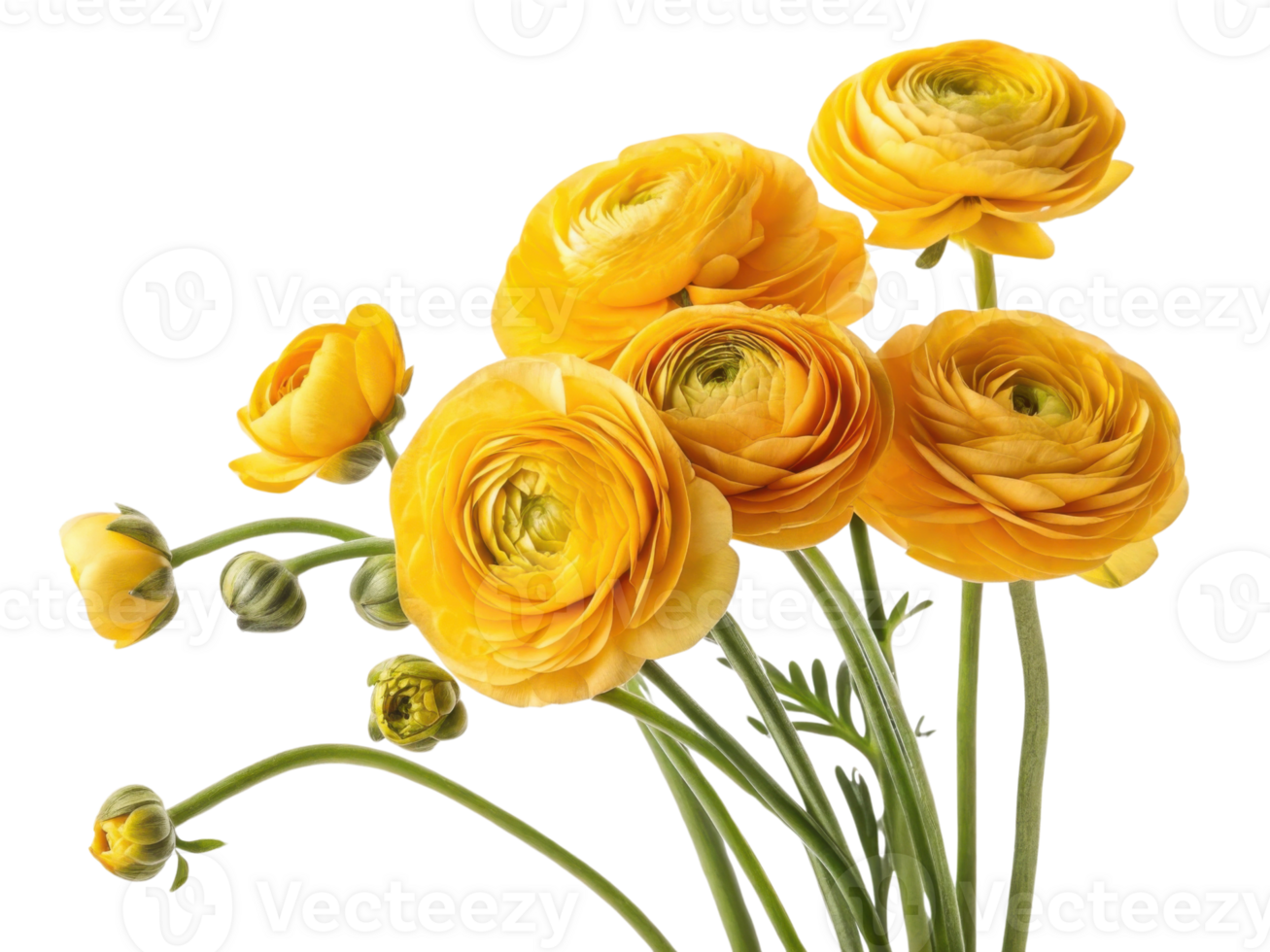 Bright and cheerful ranunculus flowers in vibrant yellow hues create stunning floral arrangement that brings joy and beauty to any setting png