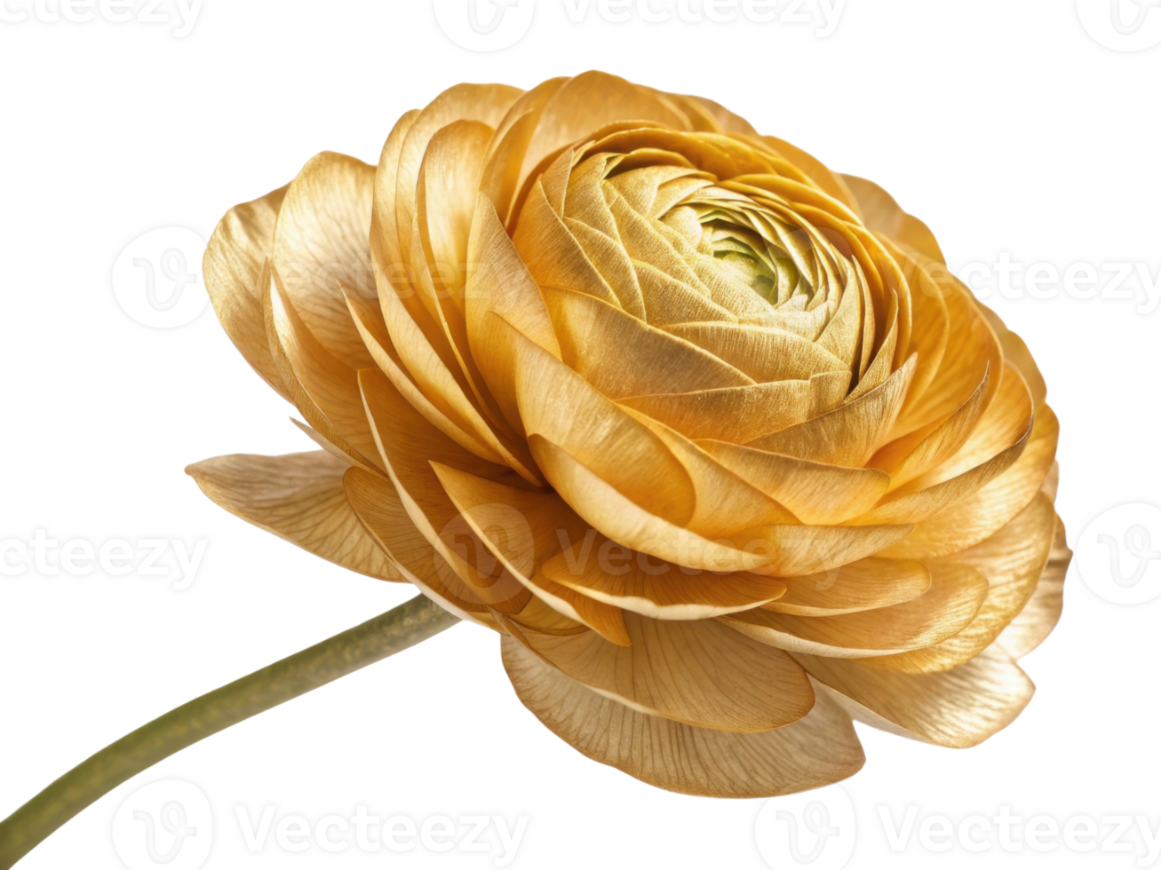 Golden ranunculus flower showcases intricate petals and stunning design, perfect for adding elegance to any arrangement png