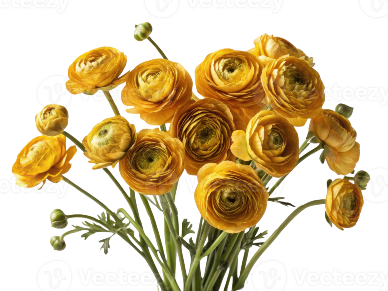 Beautiful ranunculus flowers vibrant yellow bloom, showcasing their intricate layers and delicate petals, creating cheerful and lively atmosphere png