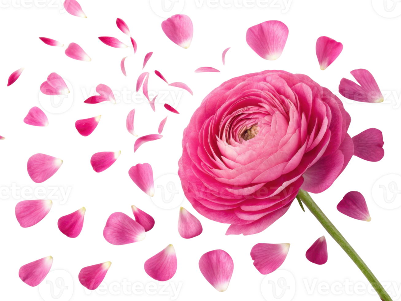 beautiful ranunculus flower with vibrant pink petals is surrounded by scattered petals, creating stunning visual effect png