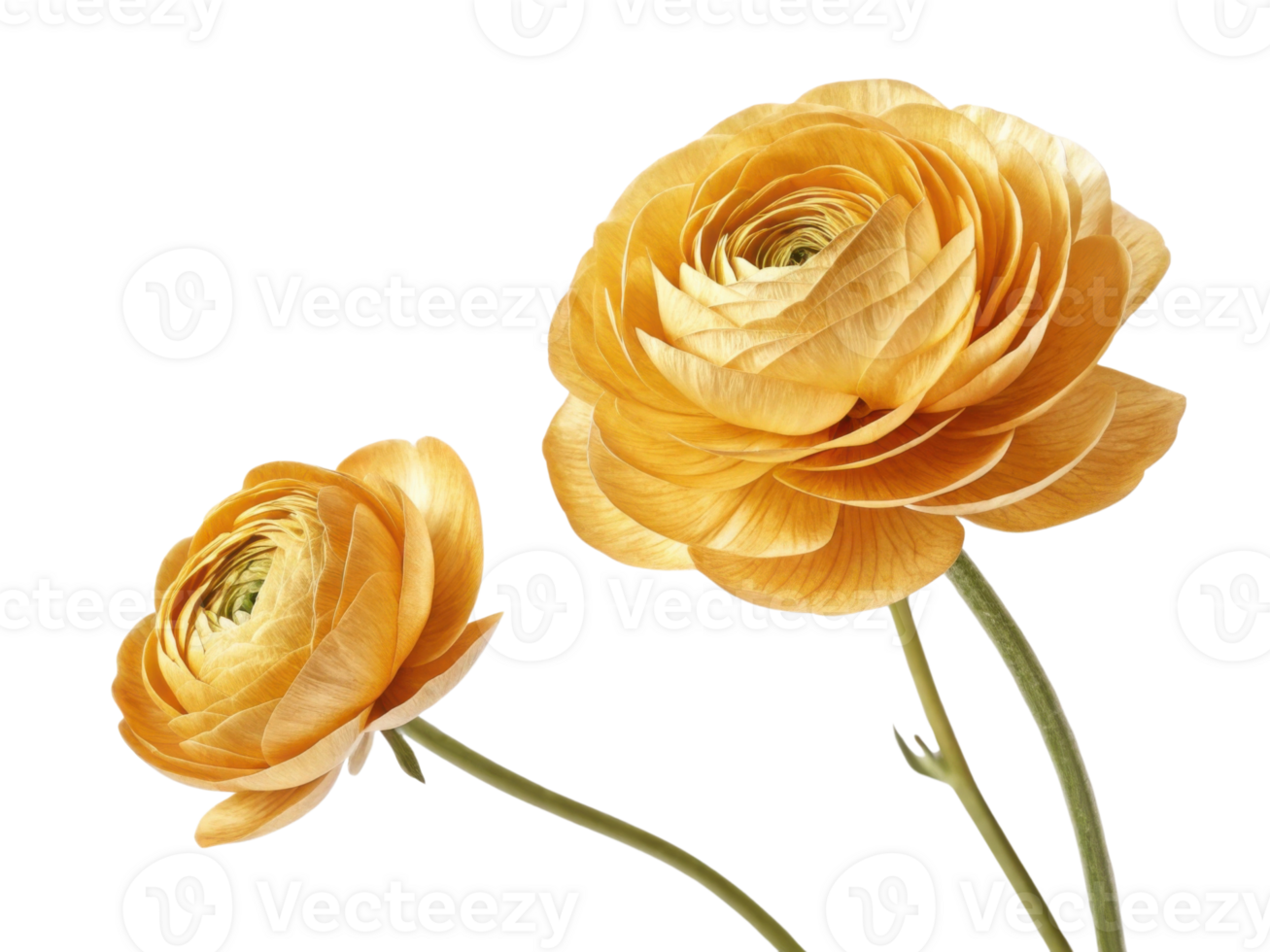Golden ranunculus flowers bloom gracefully, showcasing their vibrant petals and delicate beauty in stunning display of nature artistry png
