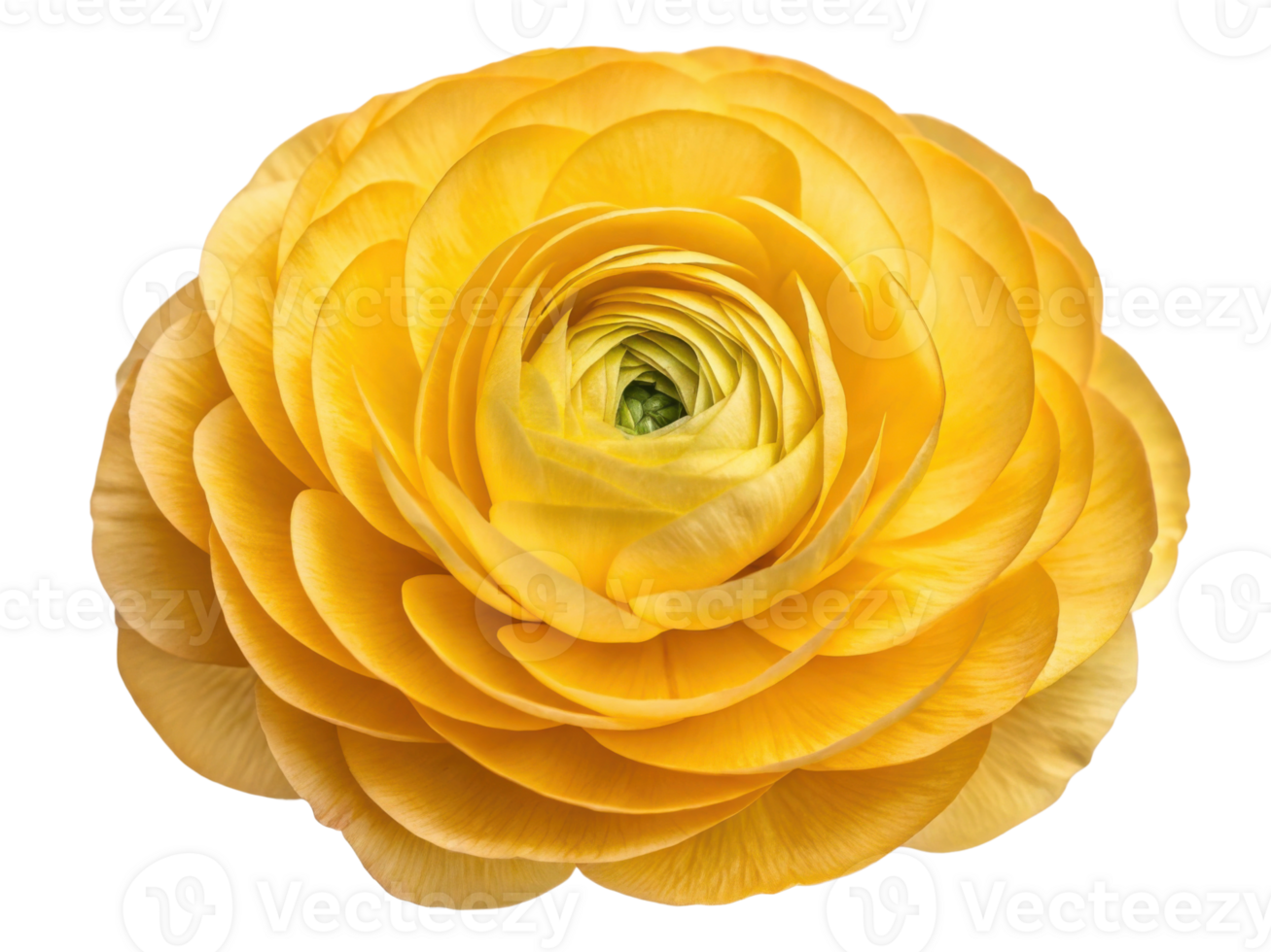 vibrant ranunculus flower in bright yellow showcases its intricate layers and beauty, perfect for adding cheerful touch to any setting png