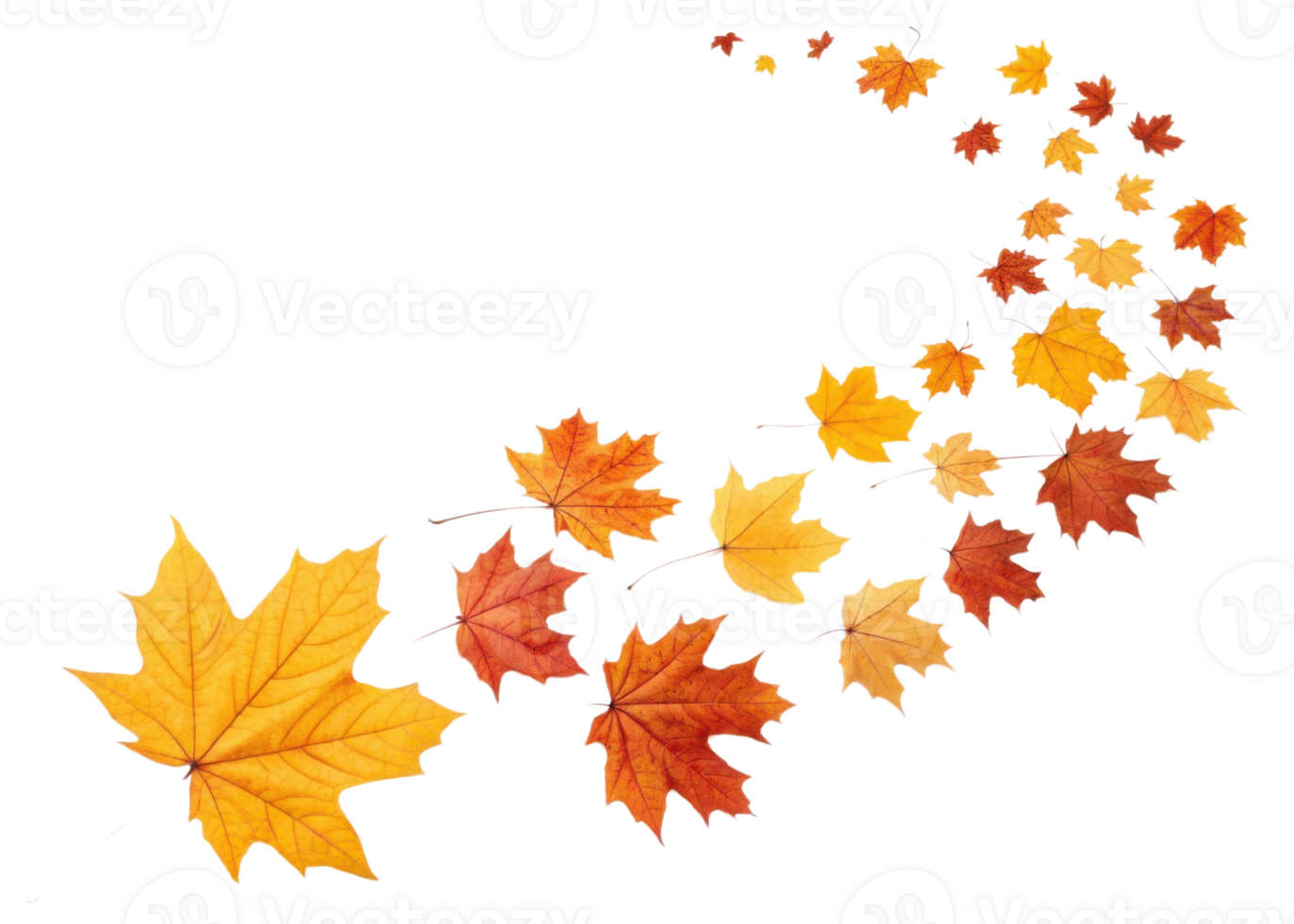 Swirling pattern of colorful maple leaves in shades of orange and yellow creates beautiful autumn leaf design full of natural charm and warmth png