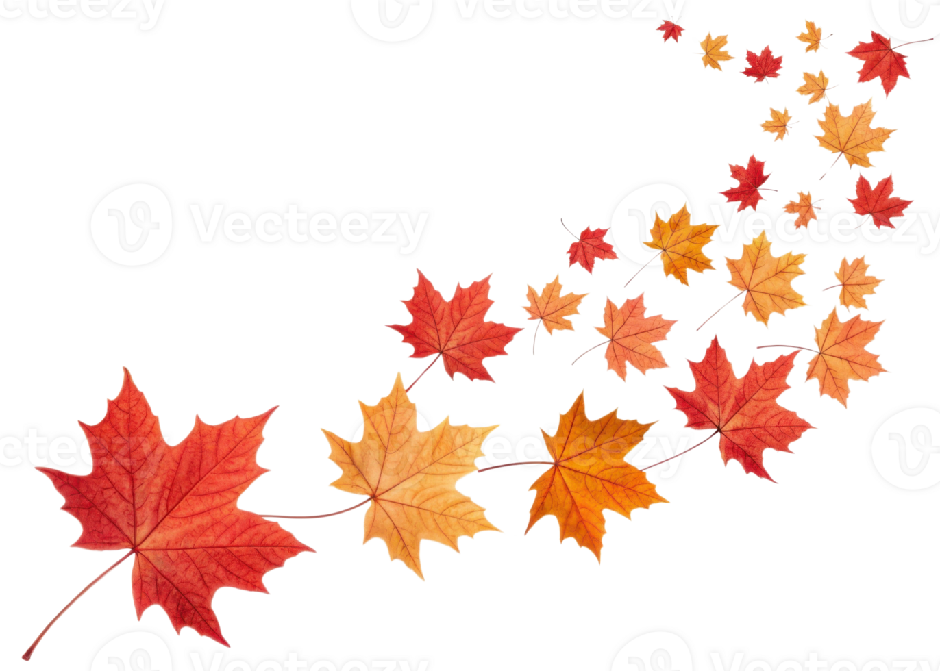Beautiful swirl of colorful maple leafs in red and orange shades creates lively and natural autumn pattern full of vibrant energy png