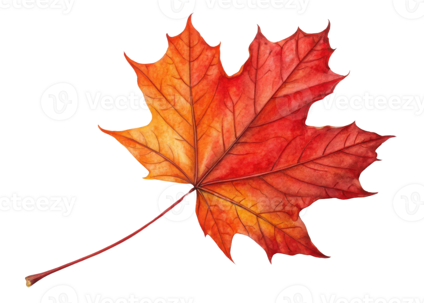 Vibrant maple leaf displays beautiful gradient of red and orange hues with detailed veins and long stem in autumn season png