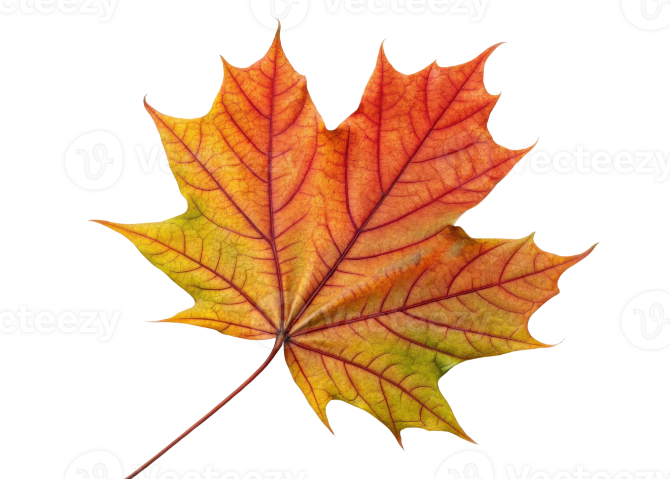Vibrant maple leaf displays beautiful blend of red, orange, and green hues with detailed veins creating stunning natural pattern png