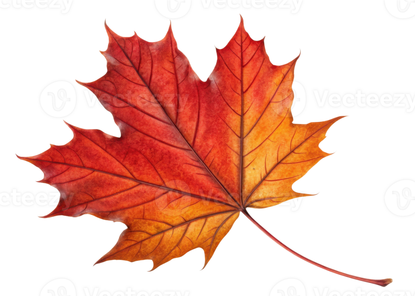 Vibrant maple leaf displays stunning gradient of red and orange hues with detailed veins creating beautiful autumn symbol png