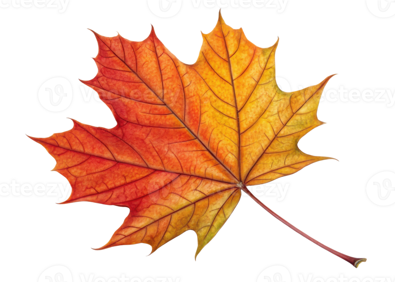 Vibrant maple leaf displays beautiful gradient of red and yellow hues with detailed veins and smooth texture in autumn png