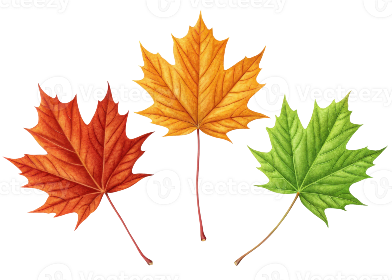 Maple leaf in green, orange, and red colors showing seasonal change and natural beauty with detailed veins and sharp edges in clear isolated view png