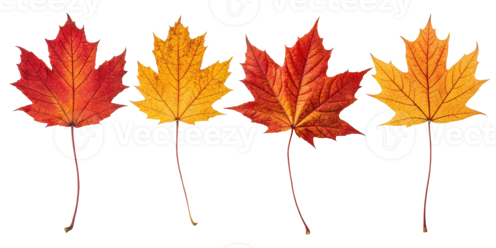 Four colorful maple leaf in red and yellow shades with detailed veins and stems isolated on transparency background showing autumn beauty png
