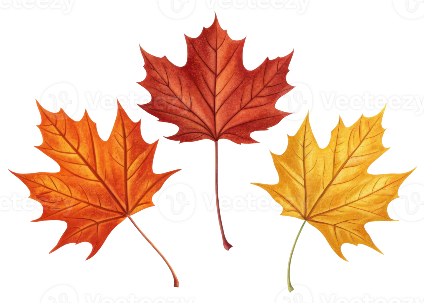 Three colorful maple leaf in red orange and yellow shades isolated on transparency background showing autumn nature beauty png