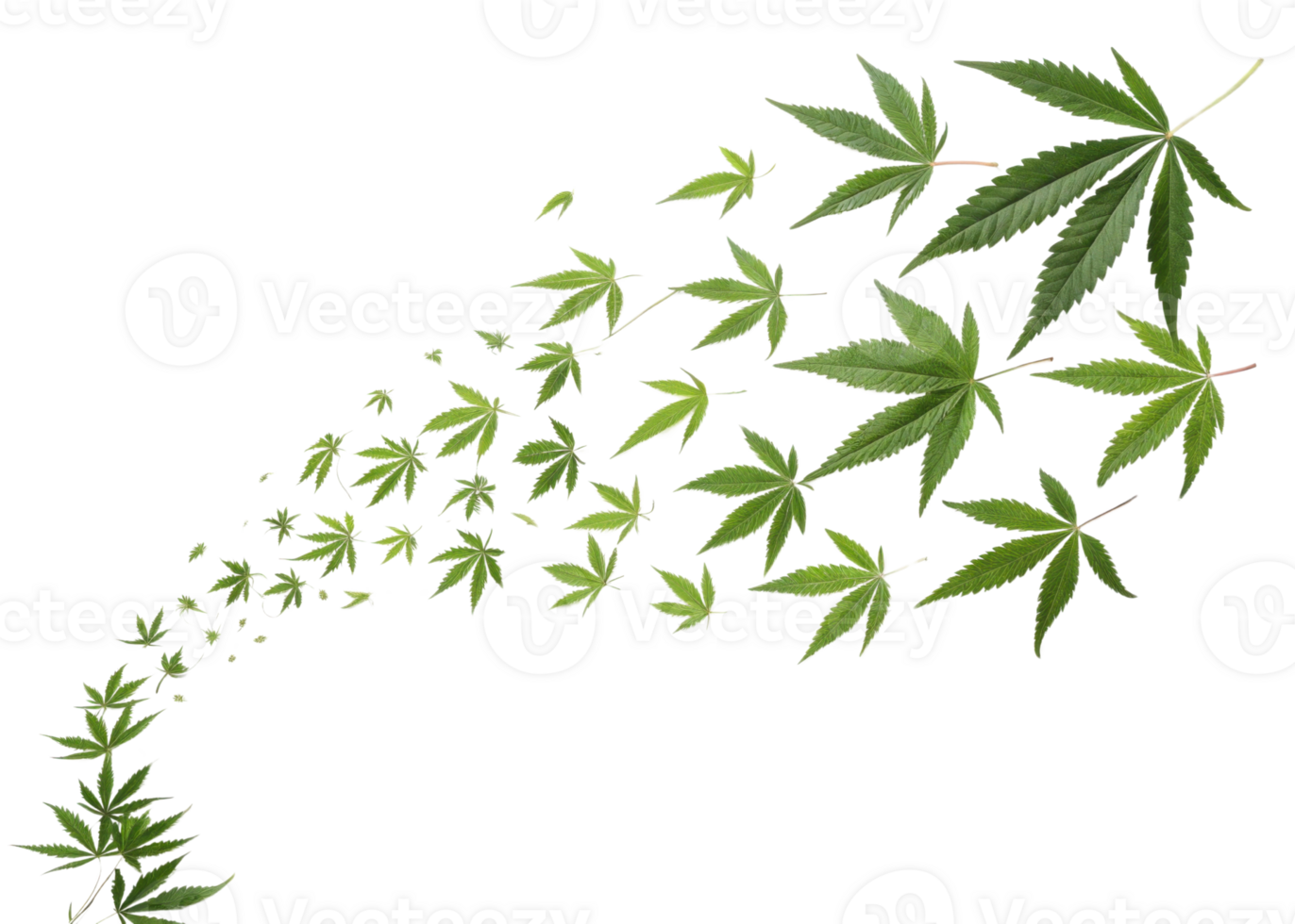 Dynamic arrangement of green cannabis leaves creates flowing pattern that highlights natural beauty of leaf in motion png