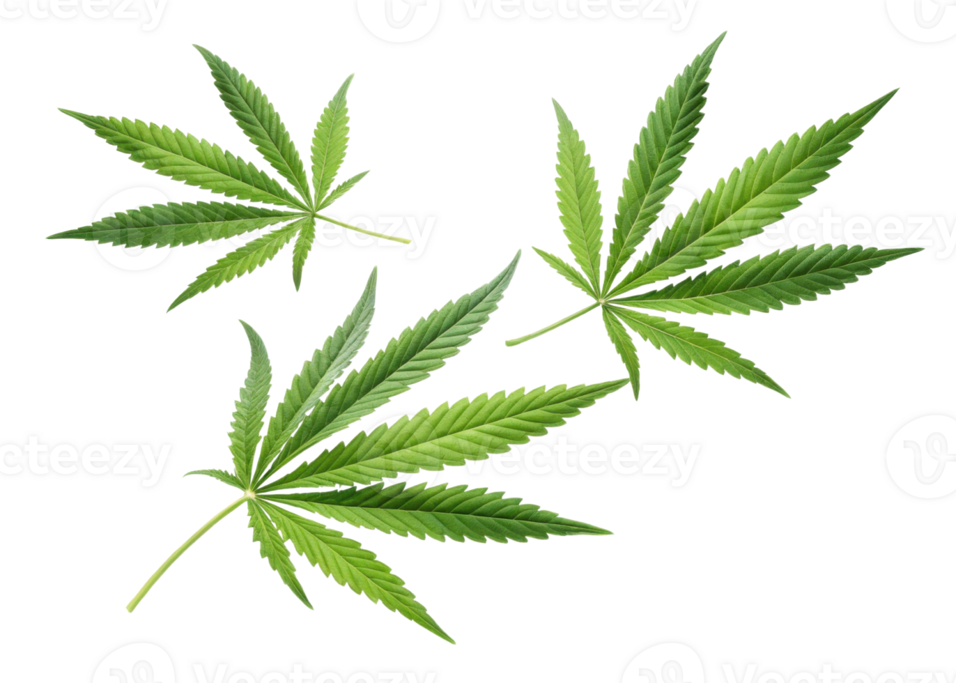 Cannabis leaf collection with vibrant green color and detailed texture showing natural beauty and fresh growth in clear isolated background png