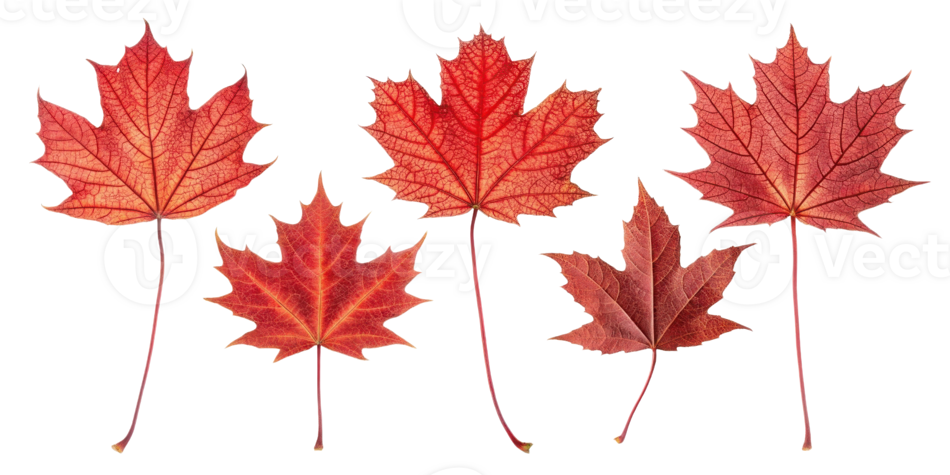 Red maple leaf collection with detailed veins and vibrant autumn colors showing natural beauty and seasonal change in nature png