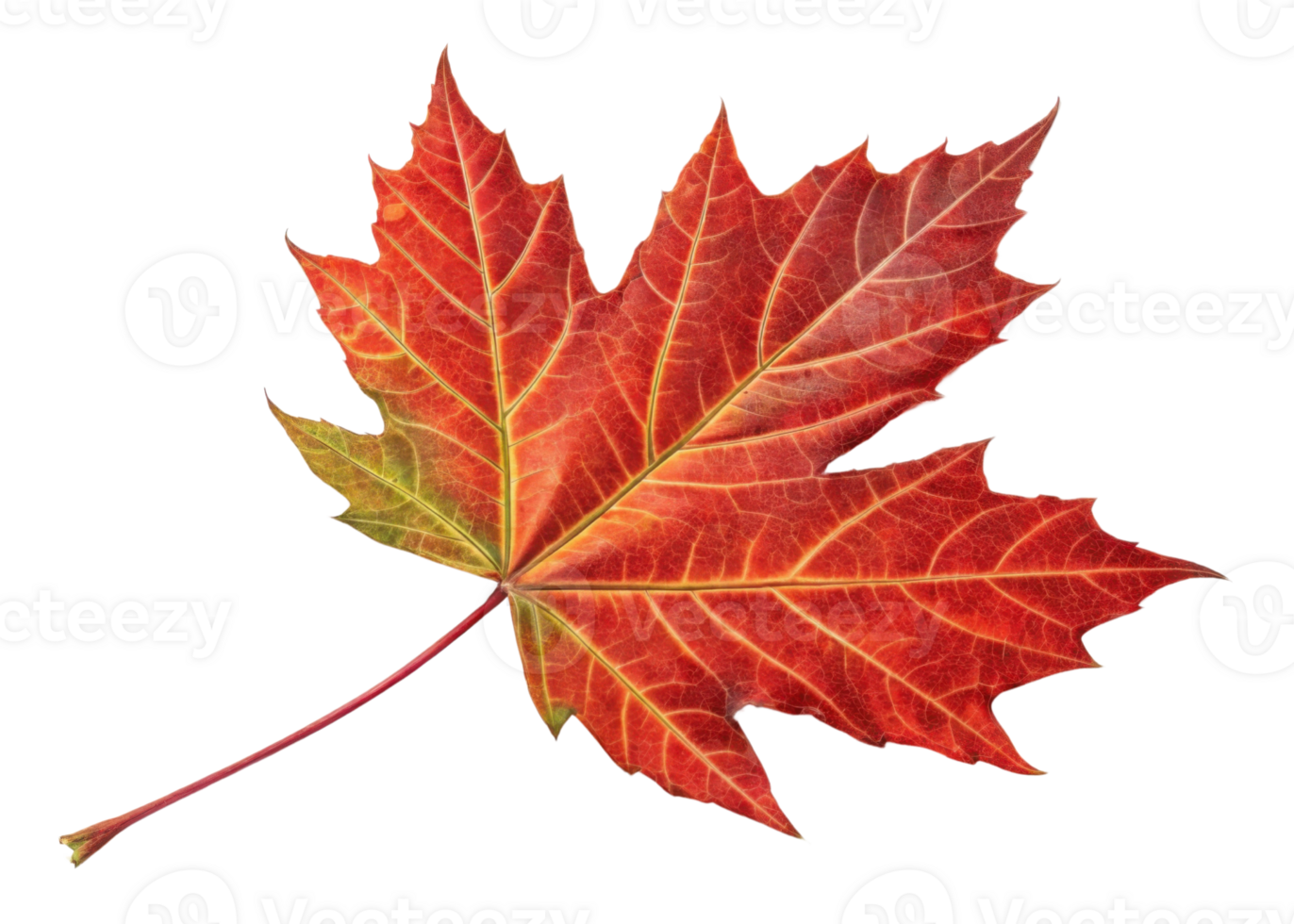Vibrant red maple leaf with intricate veins and touch of green on stem creates beautiful natural autumn symbol full of life png