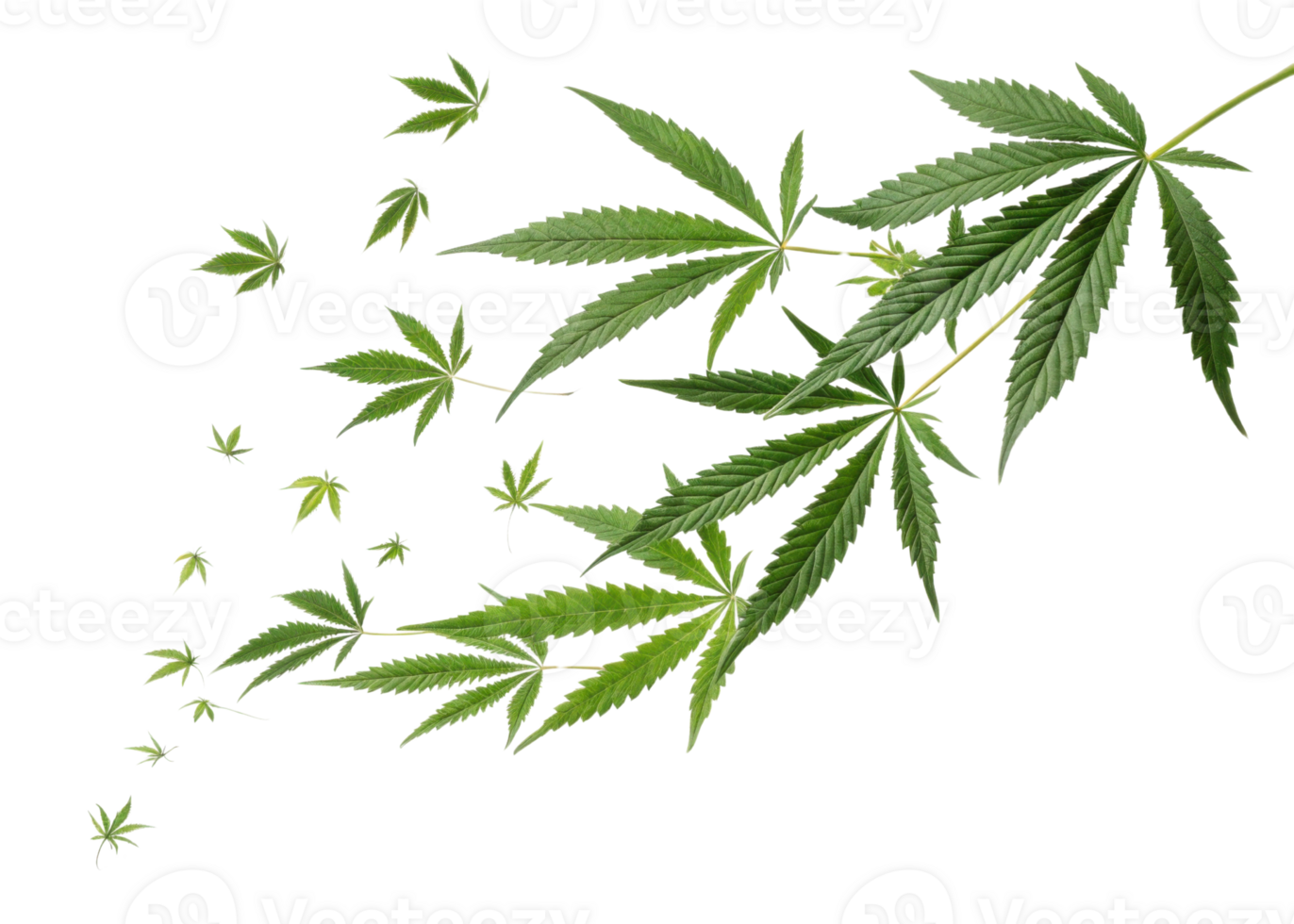 Cannabis leaf design with multiple green leaves spreading out in dynamic pattern creating natural and fresh visual effect png