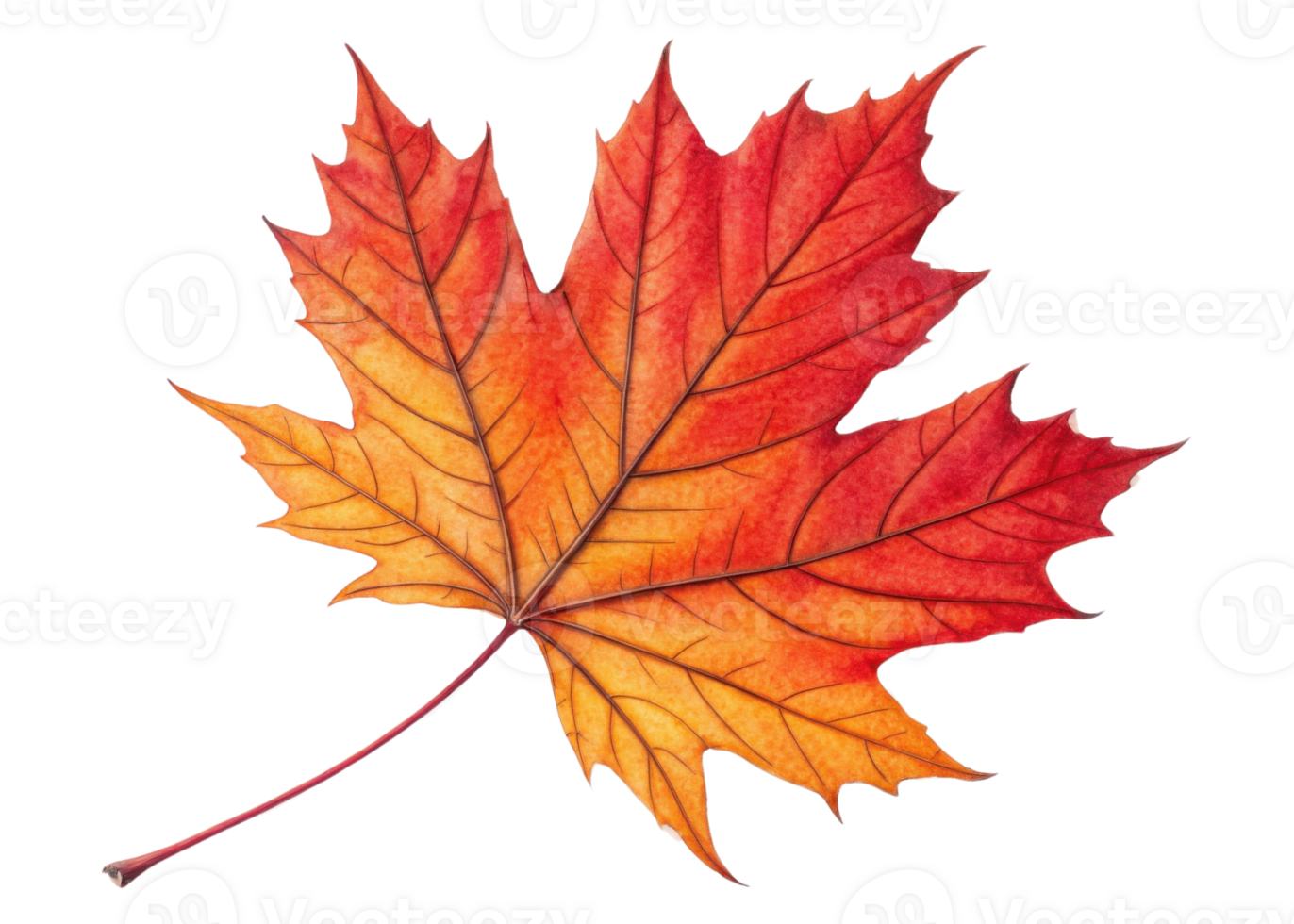 Vibrant maple leaf displays beautiful gradient of red and orange hues with detailed veins and natural autumn feel png