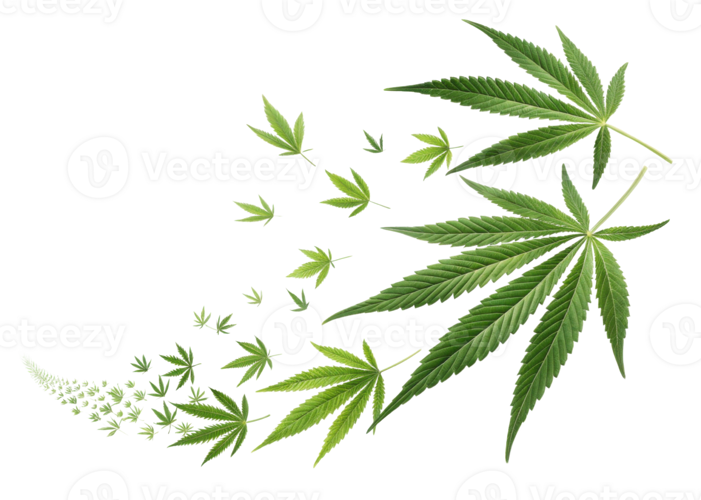 Cannabis leaf with green natural plant leaves in various sizes and shapes creating dynamic and fresh visual effect png
