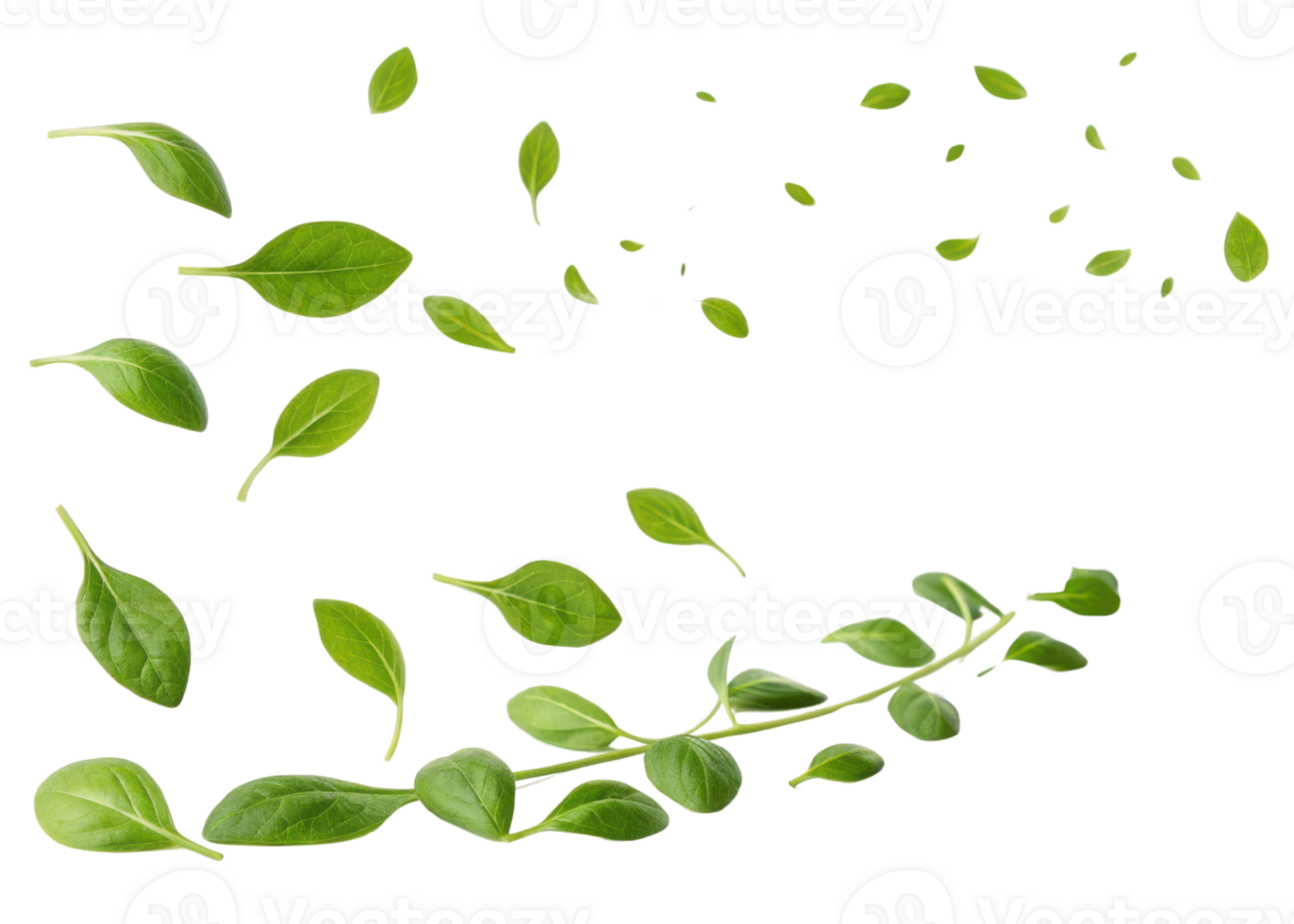 Fresh green chickweed leaf scattered in natural pattern showing vibrant leaf texture and lively organic growth in clean isolated background png