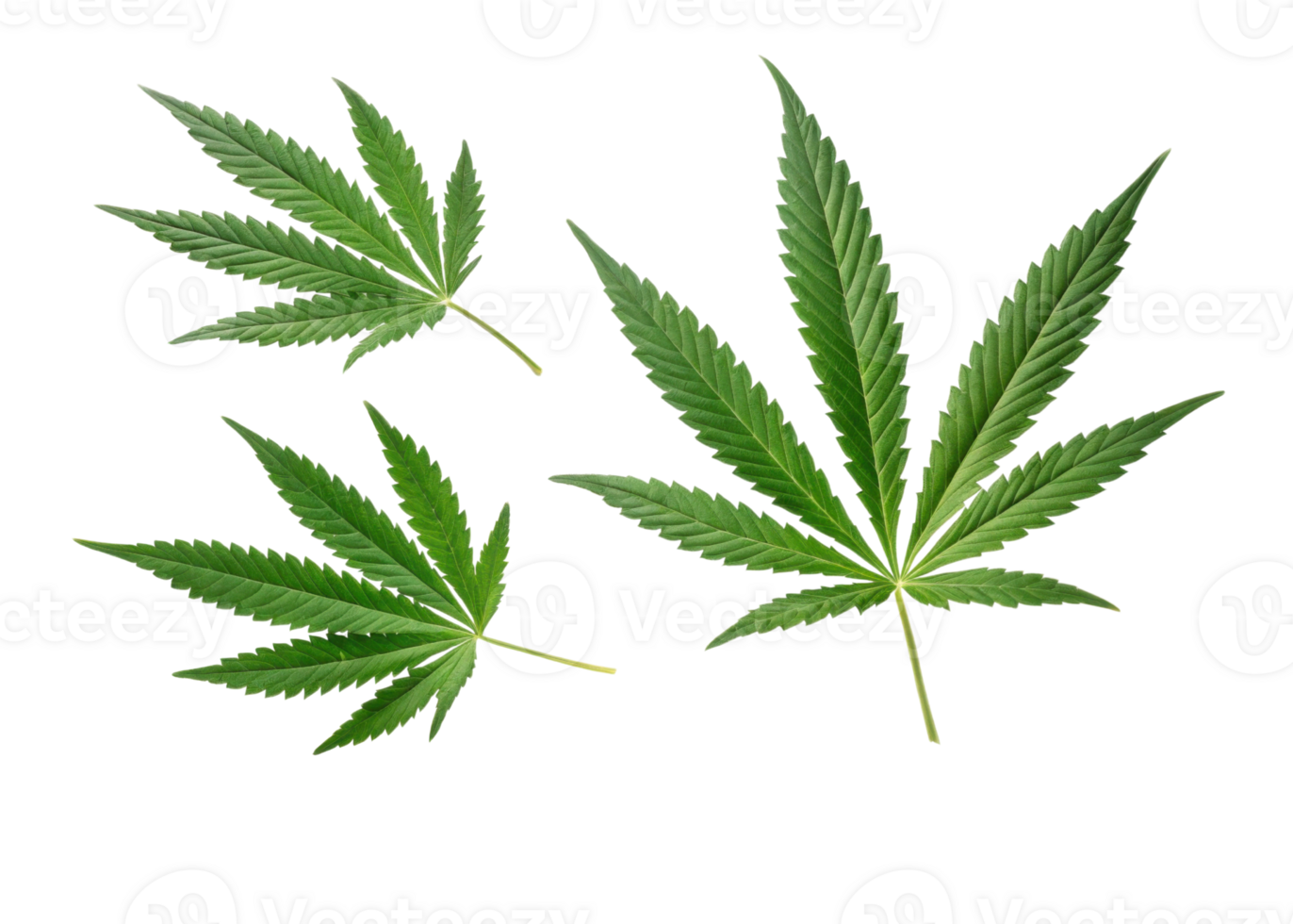 Cannabis leaf collection with vibrant green color isolated transparent background showing natural texture and detailed veins fresh botanical style png