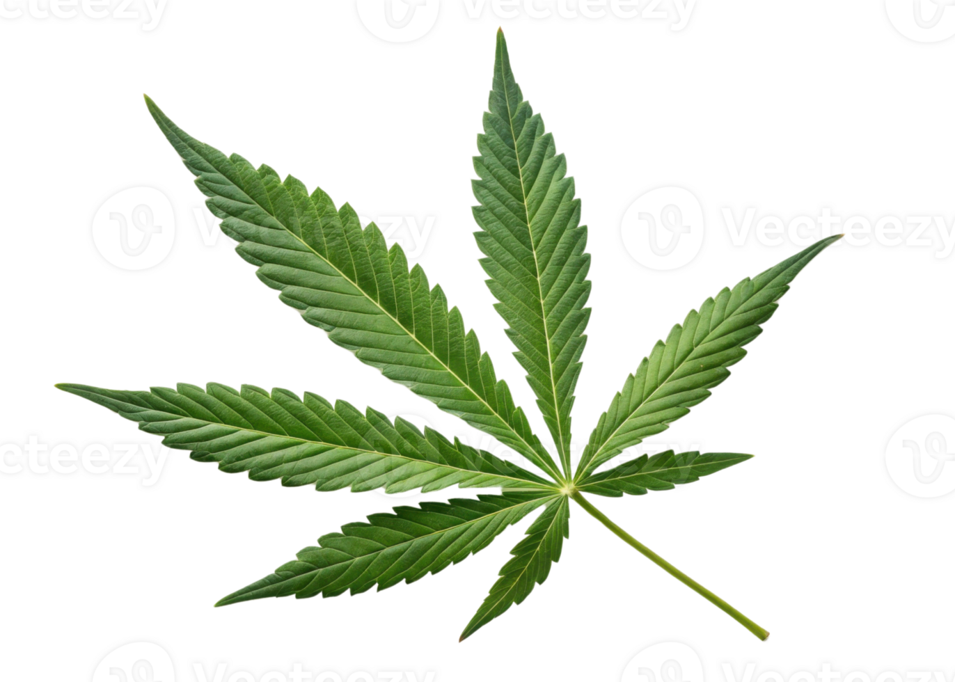 Cannabis leaf with serrated edges and vibrant green color isolated on transparency background showing natural texture and detail png