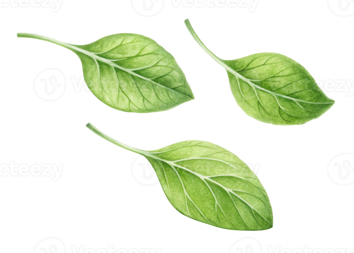 Fresh chickweed leaf with detailed veins and vibrant green color isolated on transparency background showing natural texture and shape png