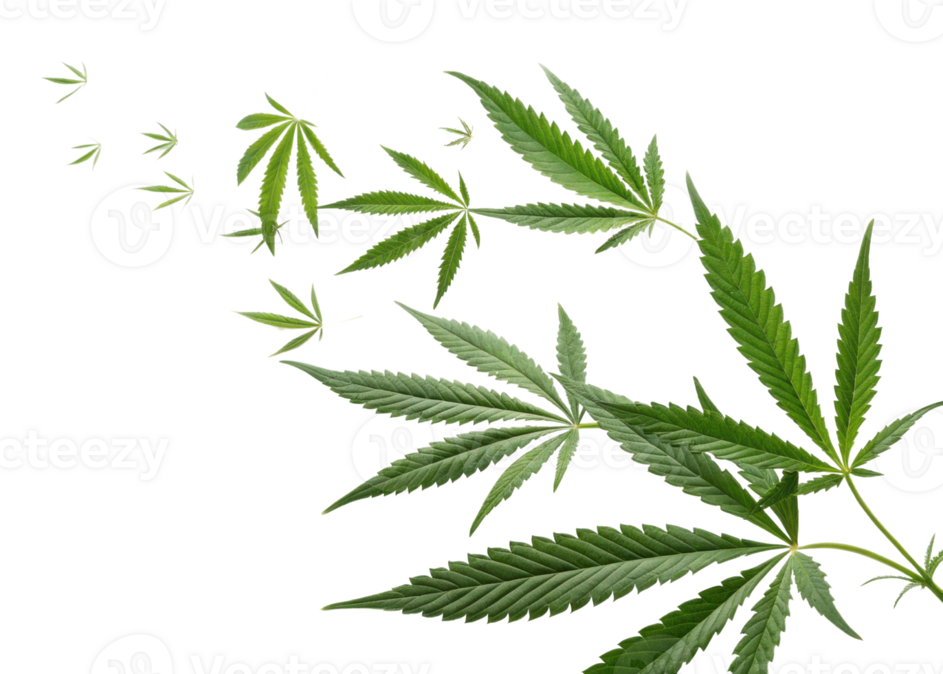 Cannabis leaf in various sizes and shades of green floating on transparent background creating natural and fresh visual effect png