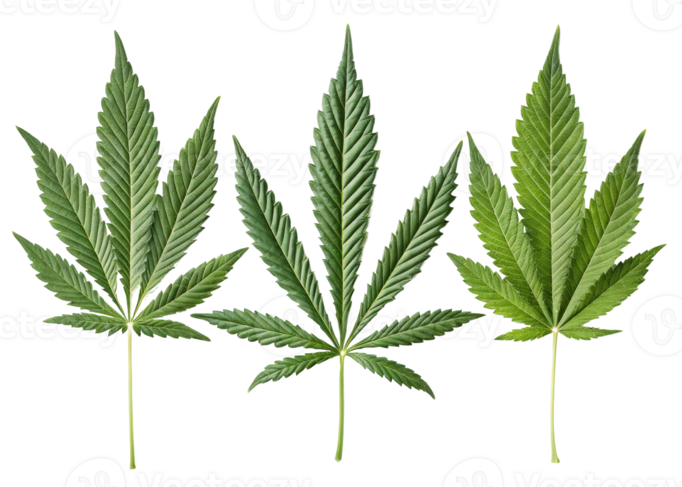 Cannabis leaf trio isolated on transparency background showing detailed texture and vibrant green color of natural cannabis leaf in clean layout png