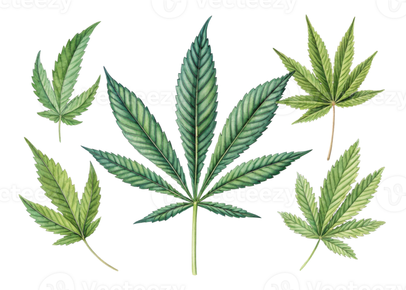 Cannabis leaf collection with various shapes and shades of green showing natural beauty and intricate details of leaf structure in calm setting png