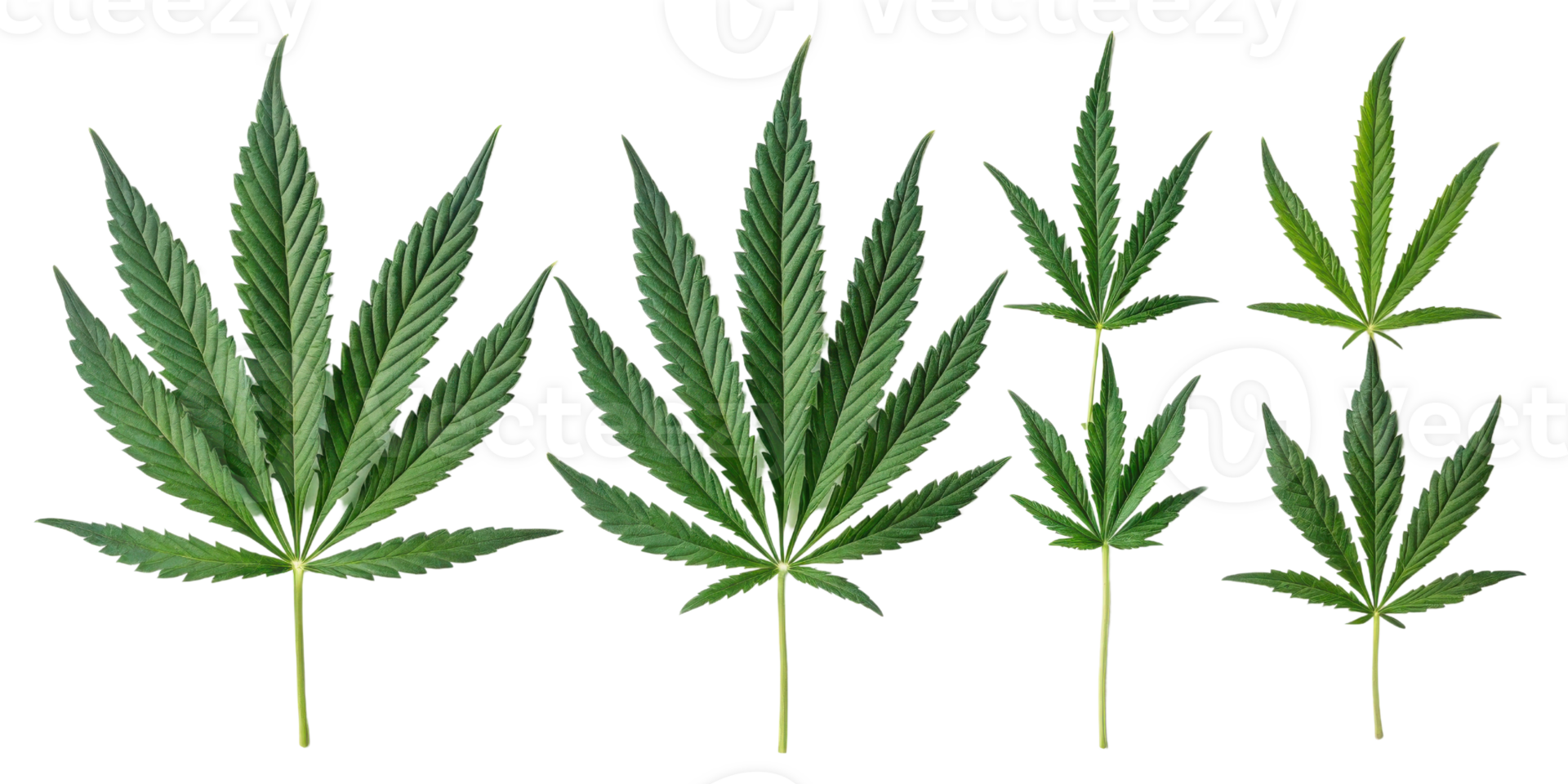 Cannabis leaf collection with various green shapes and sizes showing natural texture and detail in fresh botanical display png