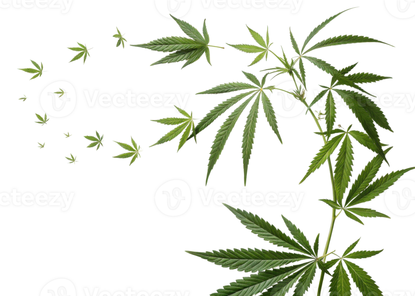 Cannabis leaf design with green leaves arranged in flowing pattern creating natural and fresh visual effect with vibrant colors and detail png