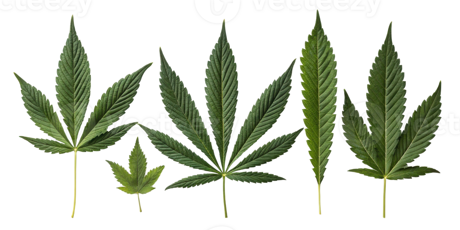 Cannabis leaf collection with various shapes and sizes showing natural green texture and detailed veins in fresh botanical display png