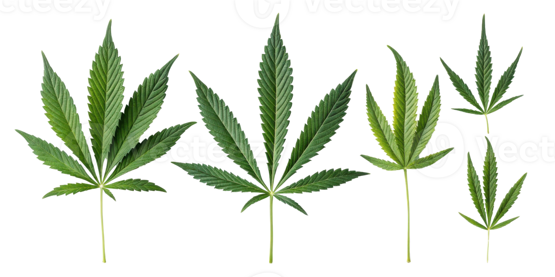Cannabis leaf collection with various green leaves showing natural texture and shape in clear isolated background for botanical use png