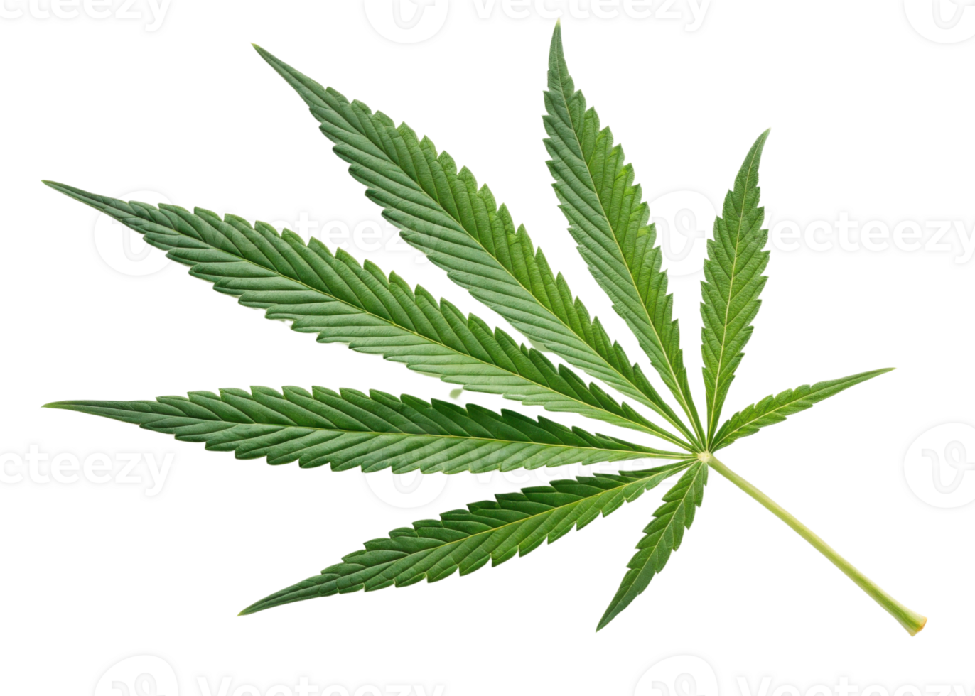Cannabis leaf isolated on transparency background showing detailed green texture and natural shape of plant leaf with sharp edges and vibrant color png