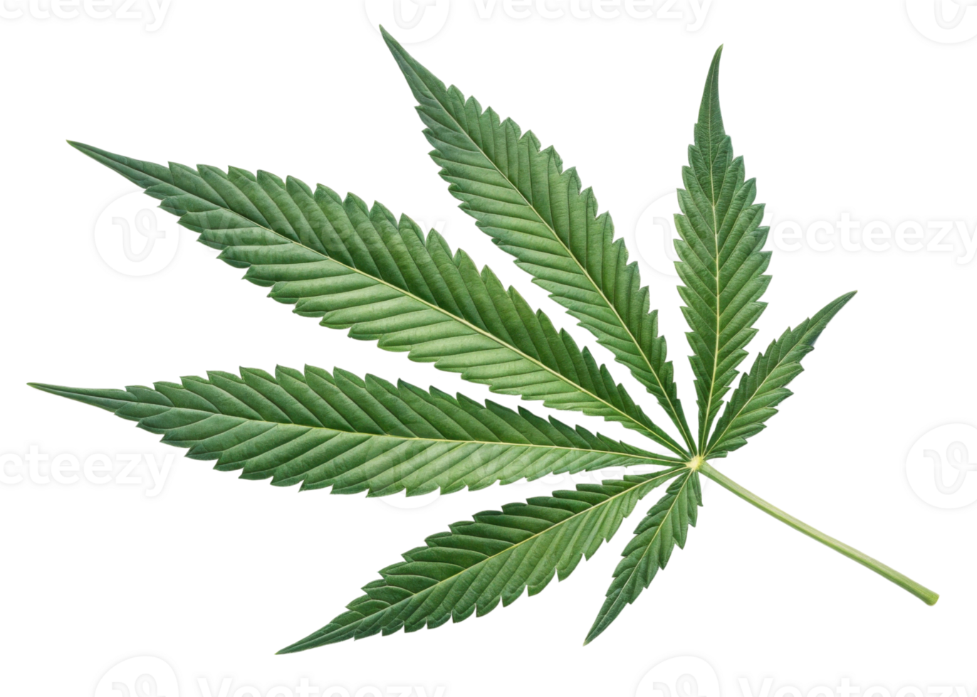Cannabis leaf green natural plant isolated on transparency background with detailed texture and serrated edges for design png