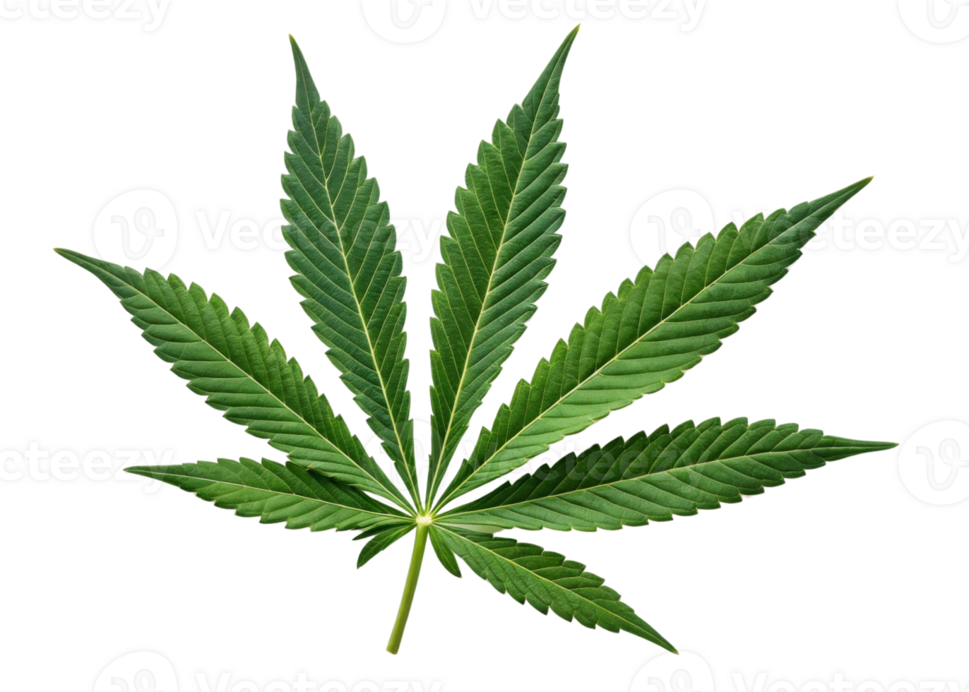 Cannabis leaf isolated on transparency background with vibrant green color and detailed texture showing natural beauty and sharp edges of leaf png