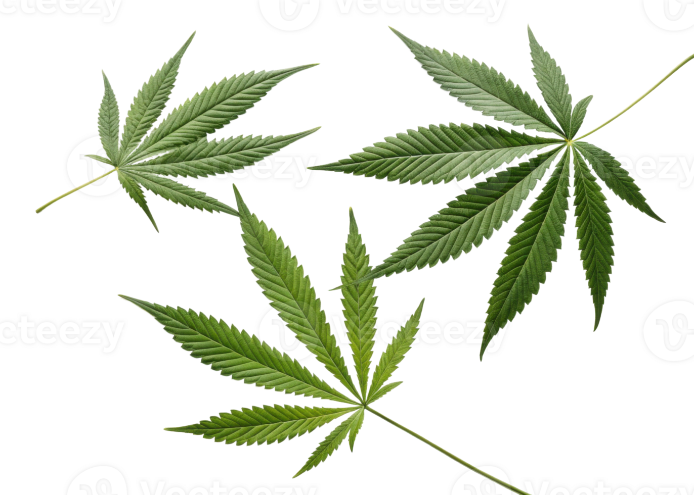 Cannabis leaf collection with vibrant green color and detailed texture showing natural beauty and unique shape of leaf in clear isolated view png
