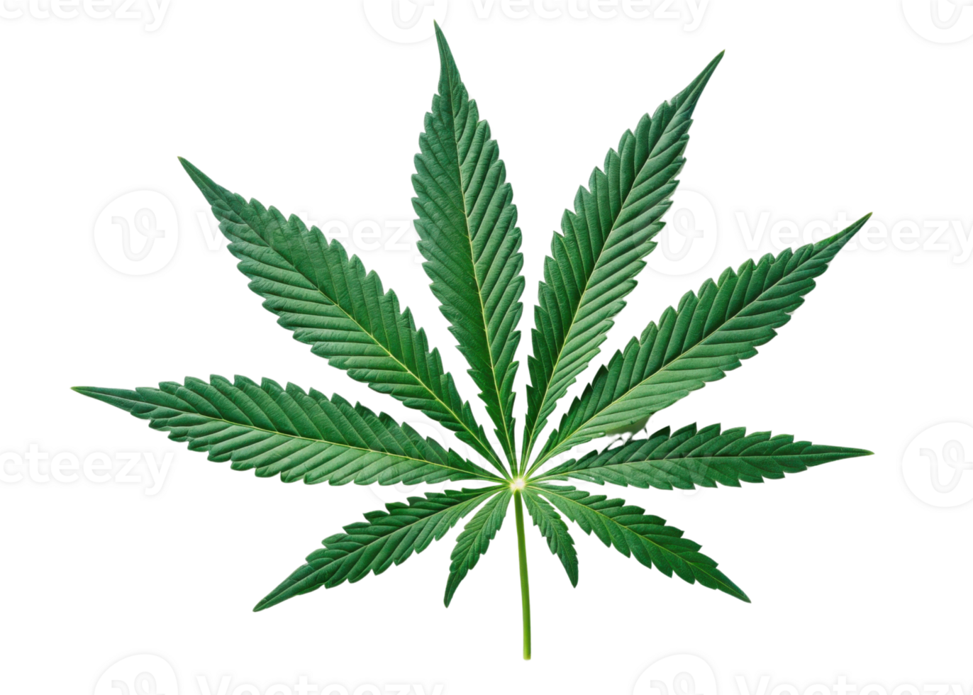 Cannabis leaf isolated on transparency background showing detailed green texture and natural shape of plant leaf in vibrant and fresh appearance png