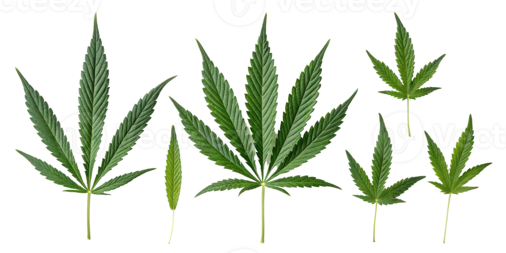 Cannabis leaf collection with various sizes and shapes showing natural green color and detailed texture in clean isolated background png