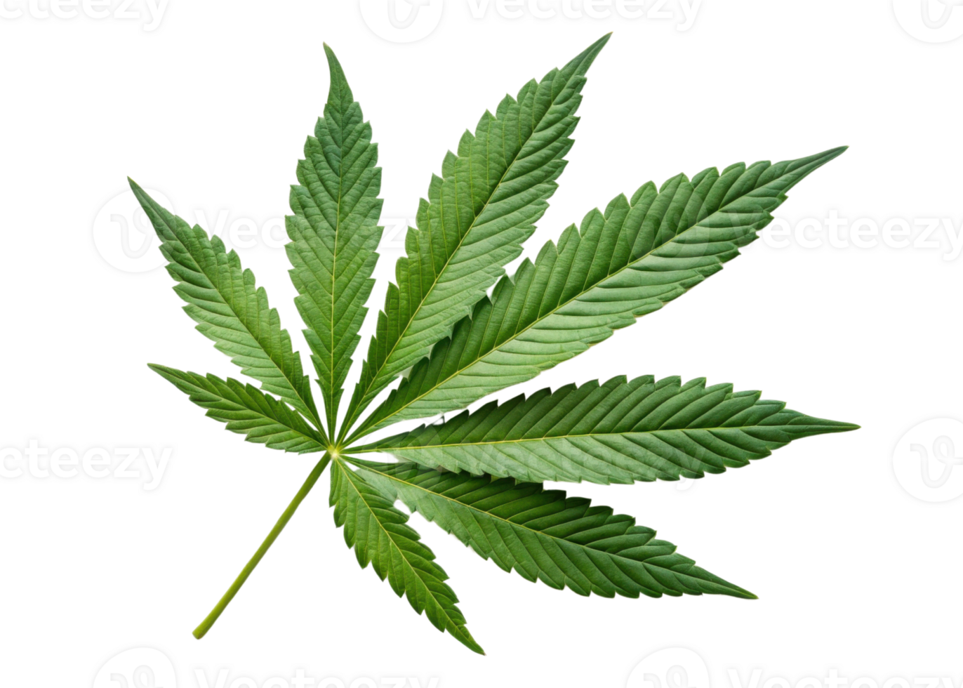 Cannabis leaf isolated on transparency background with detailed texture and vibrant green color showing natural beauty and fresh plant life png