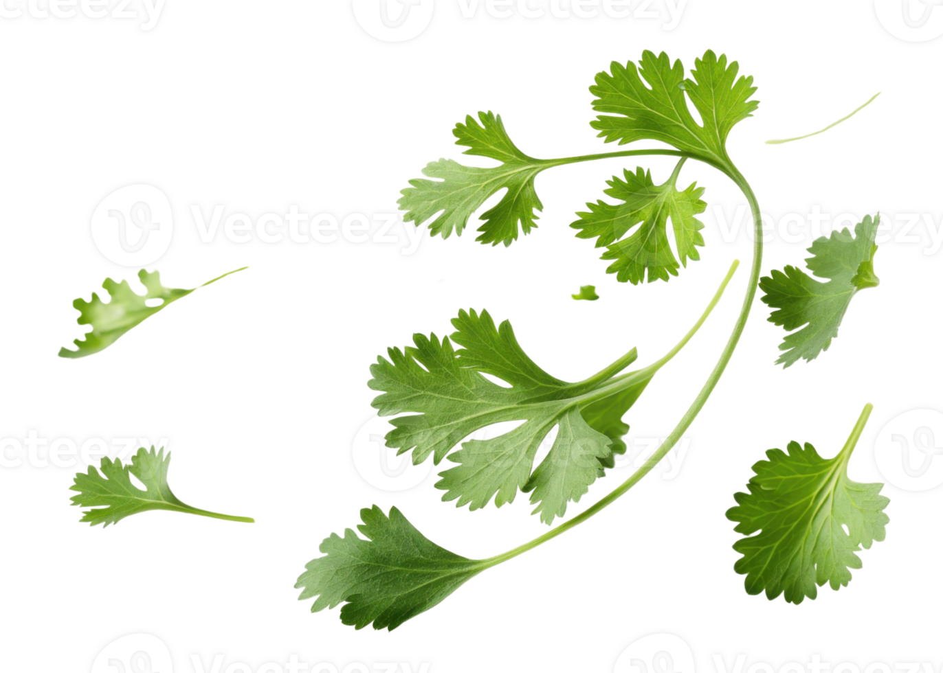 Fresh cilantro leaf with vibrant green color and delicate texture perfect for cooking and garnishing dishes png
