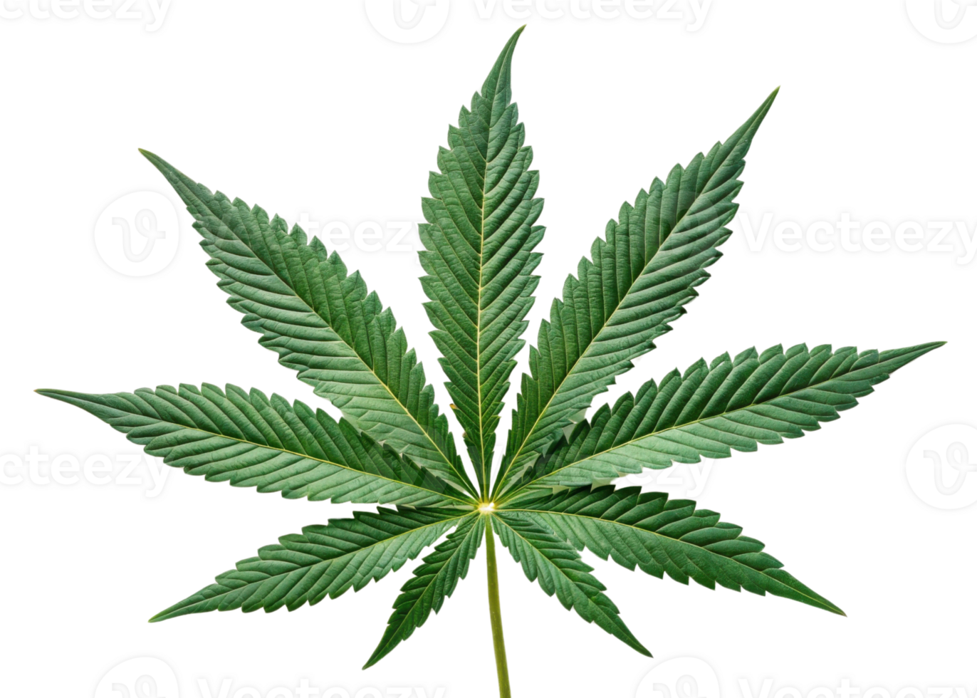 Vibrant green cannabis leaf with detailed veins and serrated edges, showcasing natural beauty of cannabis plant leaf in bright light png