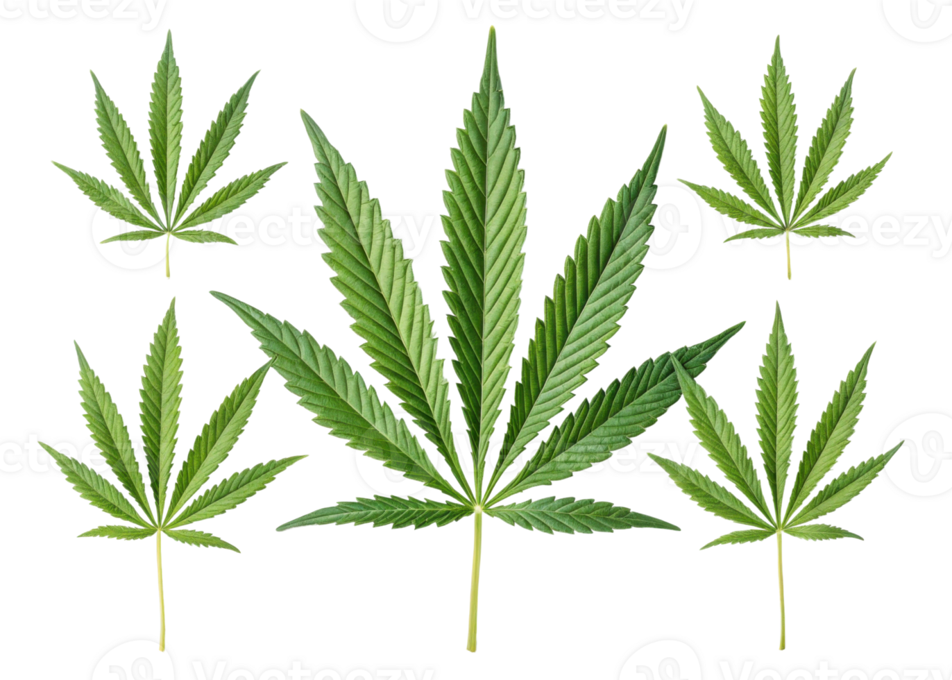Cannabis leaf collection with vibrant green color and detailed texture showing natural beauty and unique shape of cannabis leaf in various sizes png